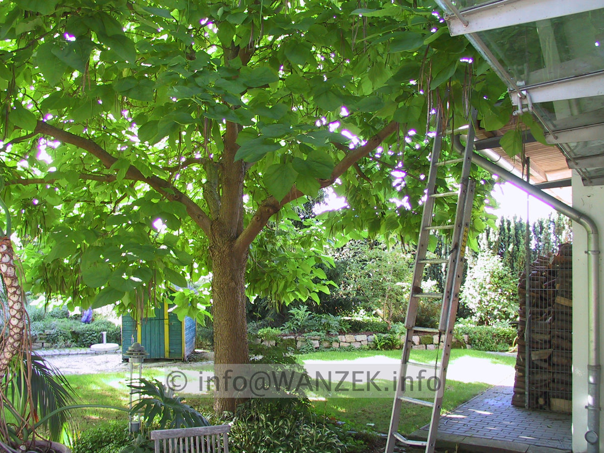 Catalpa bignonioides - schattiert ganze Terrasse2.JPG